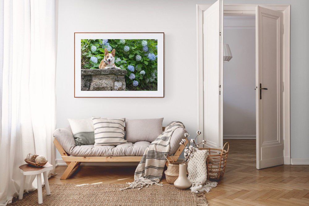 Dog wall art framed photo