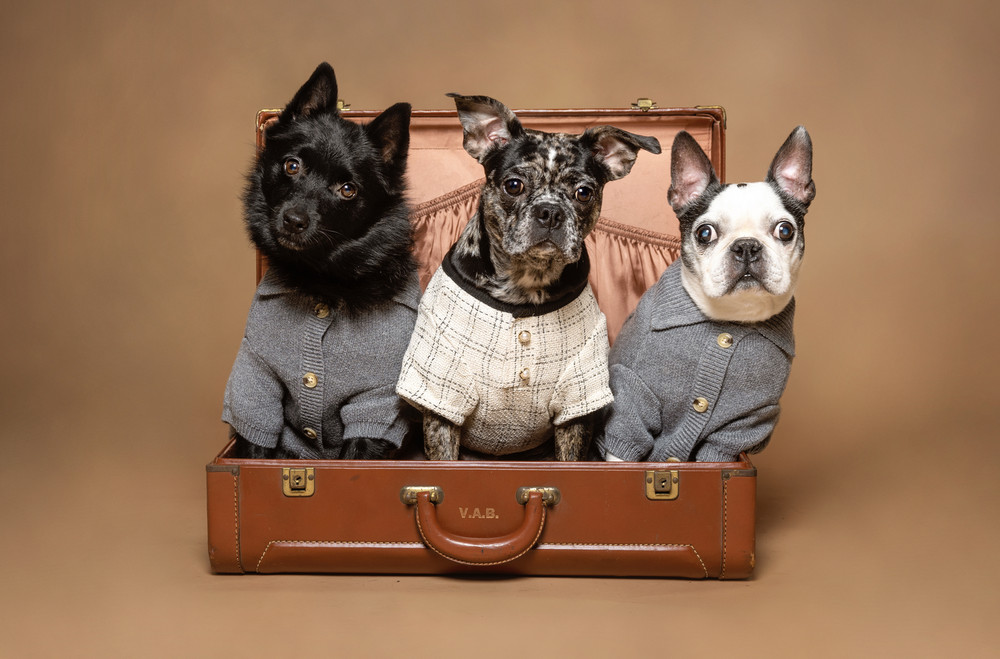 Dogs photo session Media PA