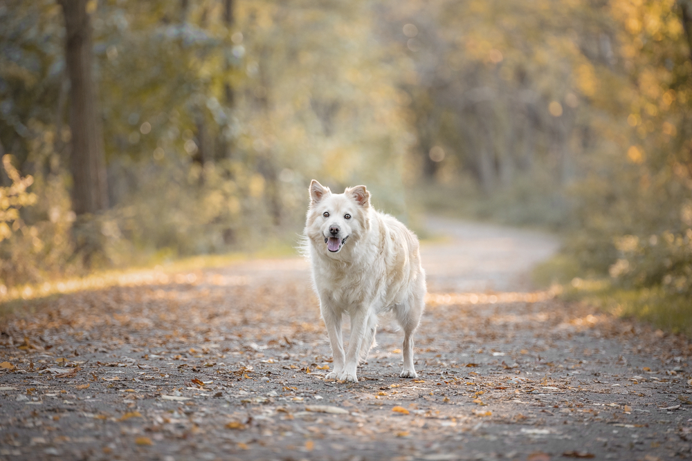 Pet photography image of a dog on a Pennsylvania country road in Autumn